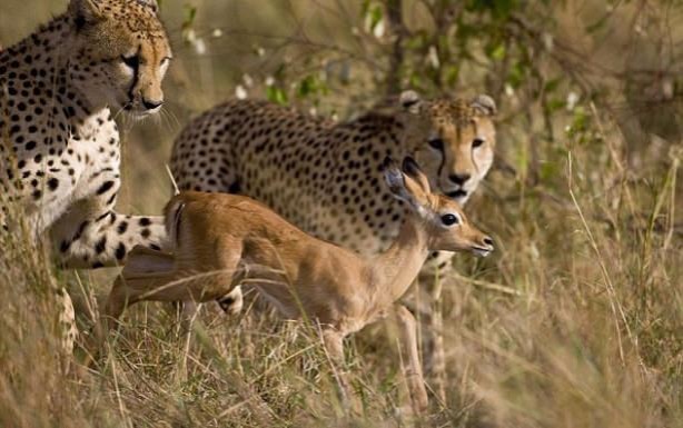 Foto - Vahşi doğadan tuhaf görüntüler