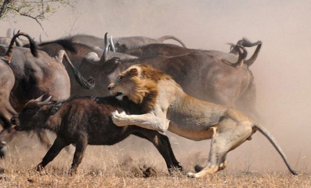 Foto - Vahşi doğanın acımasızlığı!