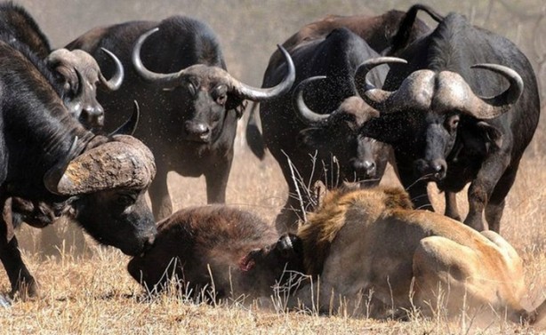 Foto - Vahşi doğanın acımasızlığı!