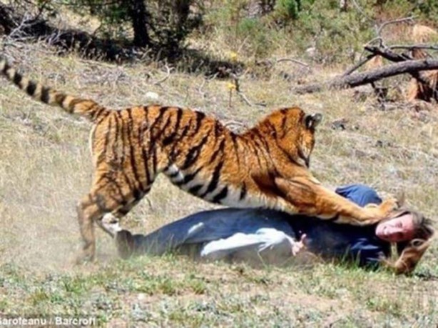 Foto - Vahşi doğanın acımasızlığı!