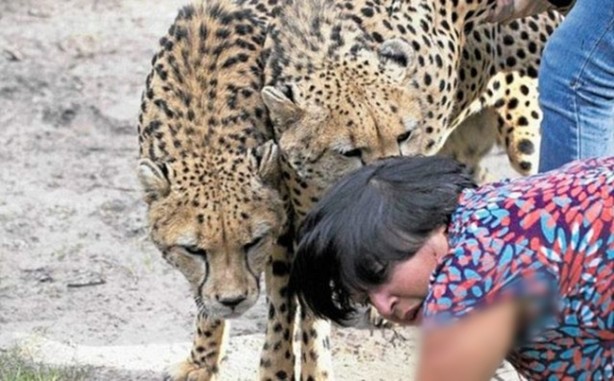 Foto - Vahşi doğanın acımasızlığı!