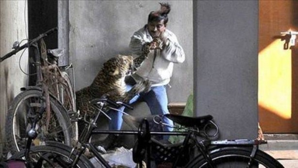 Foto - Vahşi doğanın acımasızlığı!