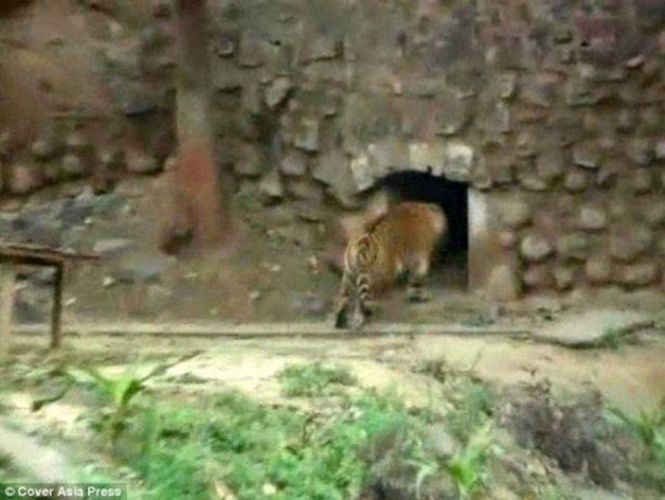 Foto - Vahşi doğanın acımasızlığı!