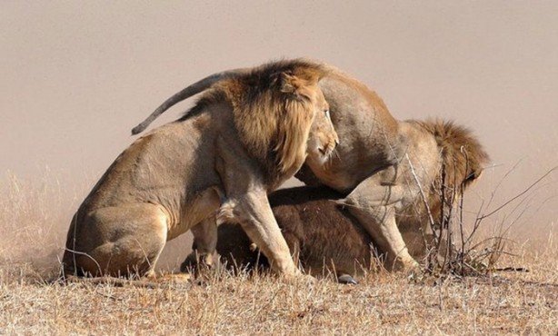 Foto - Vahşi doğanın acımasızlığı!