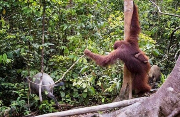 Foto - Vahşi doğanın acımasızlığı!