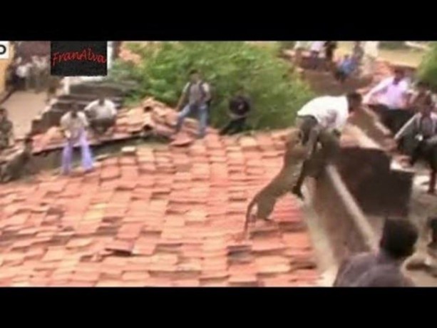 Foto - Vahşi doğanın acımasızlığı!