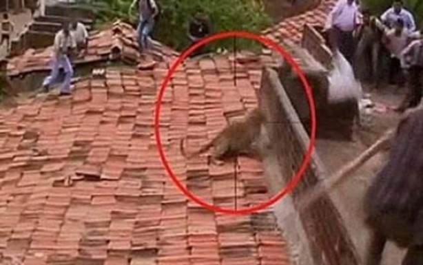 Foto - Vahşi doğanın acımasızlığı!