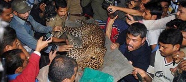 Foto - Vahşi doğanın acımasızlığı!