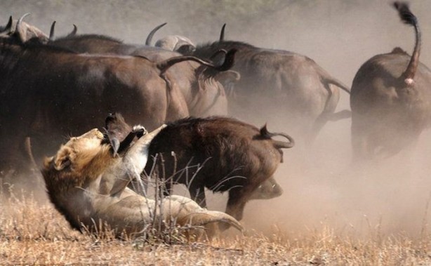 Foto - Vahşi doğanın acımasızlığı!