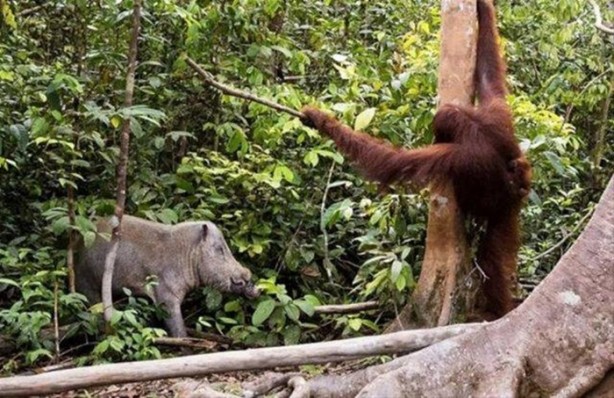 Foto - Vahşi doğanın acımasızlığı!