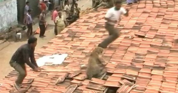 Foto - Vahşi doğanın acımasızlığı!