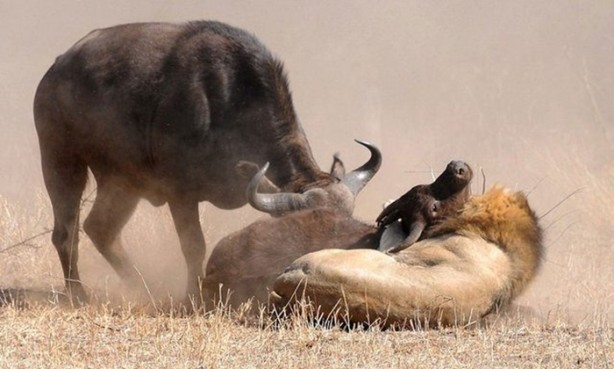 Foto - Vahşi doğanın acımasızlığı!