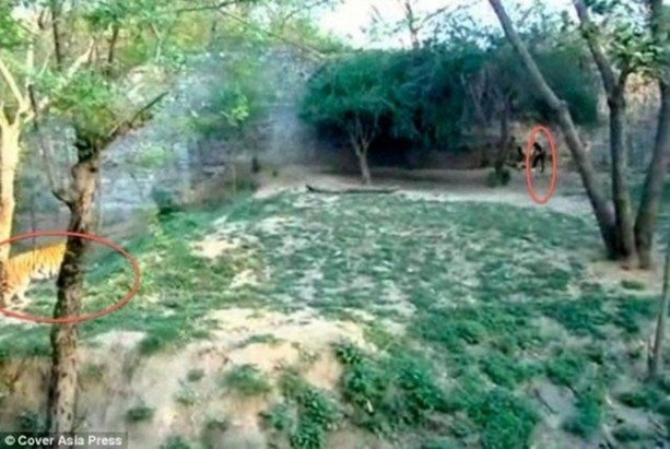 Foto - Vahşi doğanın acımasızlığı!