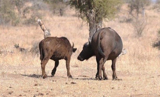 Foto - Vahşi doğanın acımasızlığı!