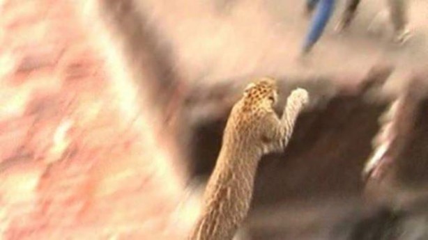 Foto - Vahşi doğanın acımasızlığı!