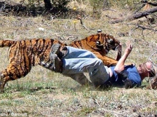 Foto - Vahşi doğanın acımasızlığı!