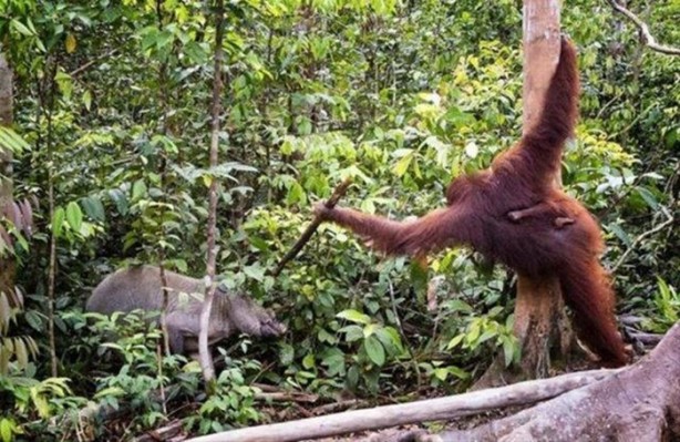 Foto - Vahşi doğanın acımasızlığı!