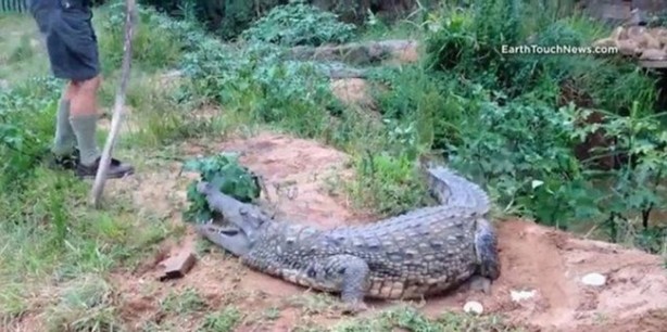 Foto - Vahşi doğanın acımasızlığı!