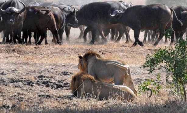 Foto - Vahşi doğanın acımasızlığı!