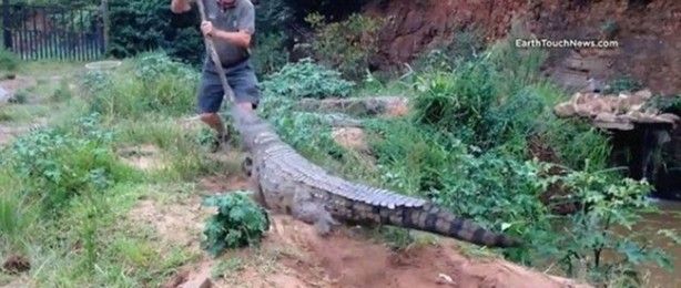 Foto - Vahşi doğanın acımasızlığı!