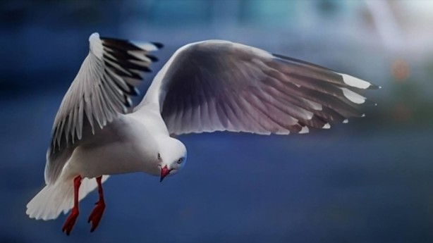 Foto - Vahşi doğanın en iyileri!