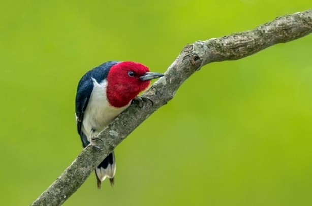 Foto - Vahşi doğanın en iyileri!