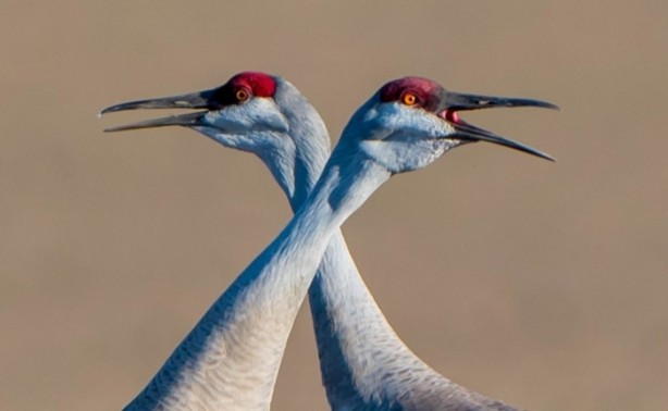 Foto - Vahşi doğanın en iyileri!