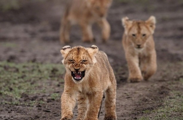 Foto - Vahşi doğanın en iyileri!
