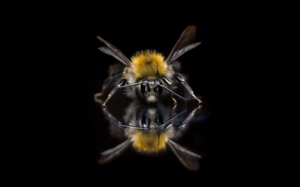 Foto - Vahşi doğanın en iyileri!