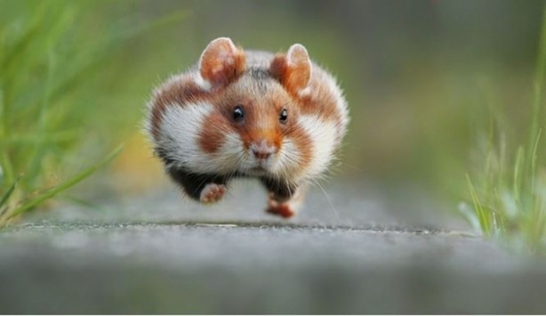 Foto - Vahşi doğanın en iyileri!