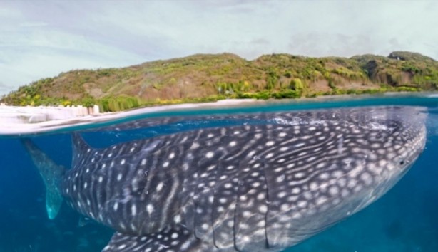 Foto - Vahşi doğanın en iyileri!