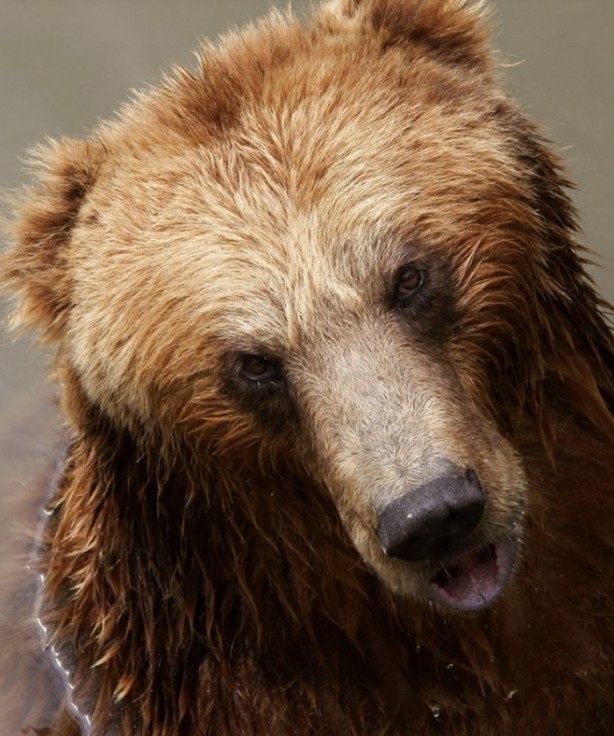 Foto - Vahşi doğanın en iyileri!