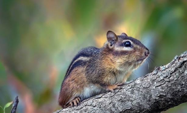Foto - Vahşi doğanın en iyileri!