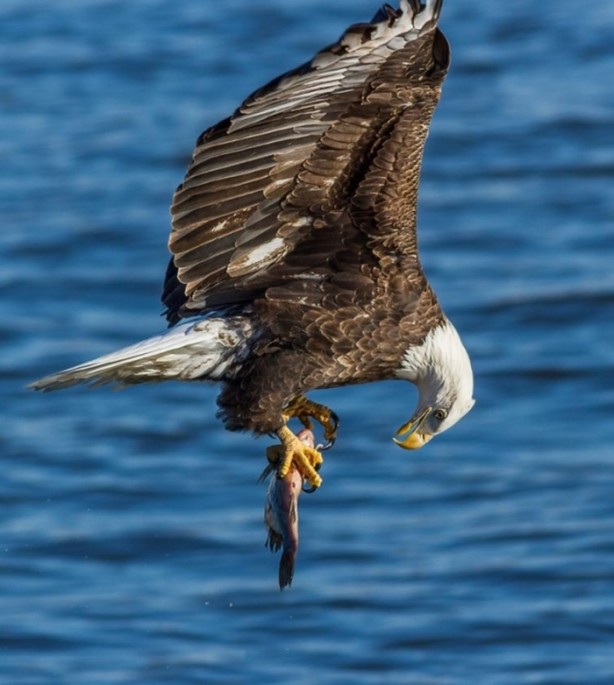 Foto - Vahşi doğanın en iyileri!