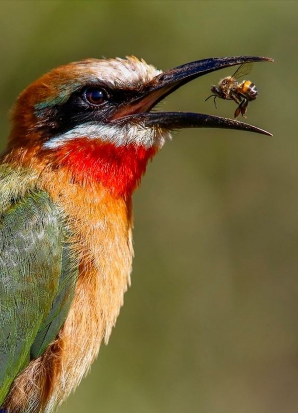 Foto - Vahşi doğanın en iyileri!
