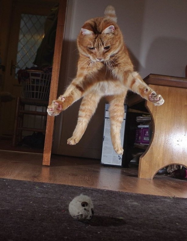 Foto - Vahşi doğanın en iyileri!