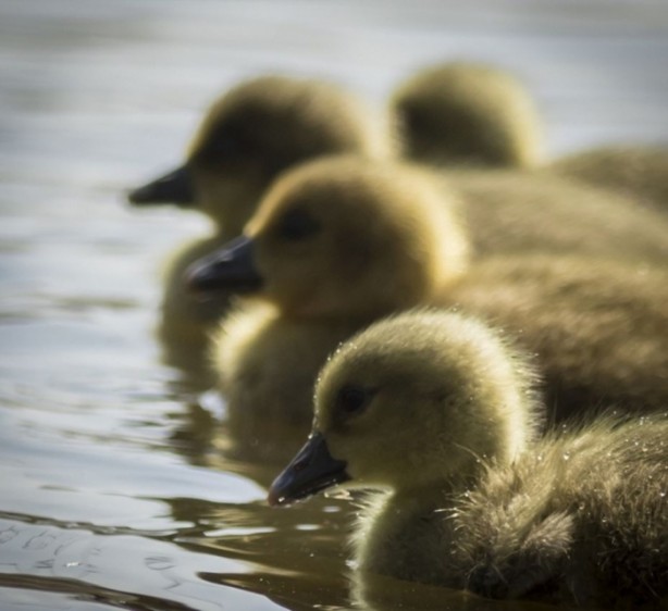 Foto - Vahşi doğanın en iyileri!