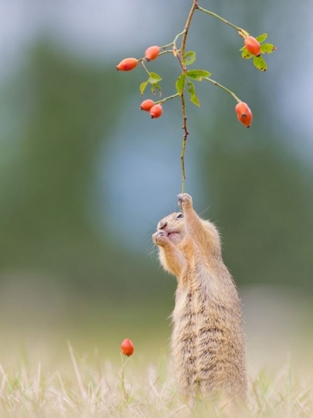 Foto - Vahşi doğanın en iyileri!