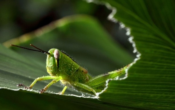 Foto - Vahşi doğanın en iyileri!