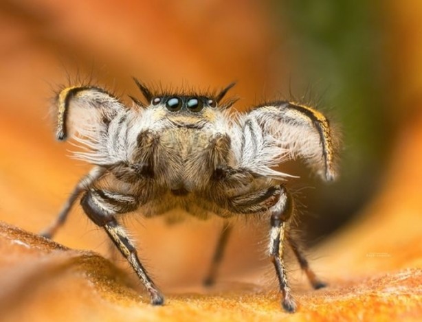 Foto - Vahşi doğanın en iyileri!