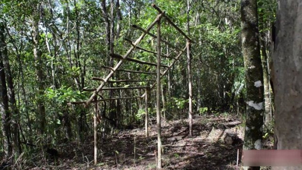 Foto - Vahşi ortamda rahat uyumak için bakın ne yaptı!