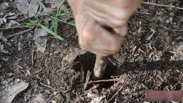 Foto - Vahşi ortamda rahat uyumak için bakın ne yaptı!