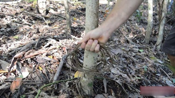 Foto - Vahşi ortamda rahat uyumak için bakın ne yaptı!