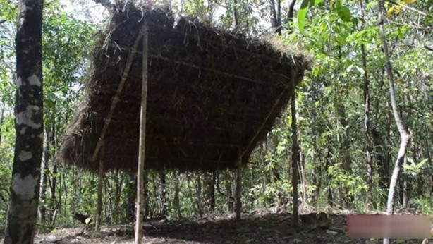 Foto - Vahşi ortamda rahat uyumak için bakın ne yaptı!