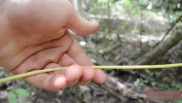 Foto - Vahşi ortamda rahat uyumak için bakın ne yaptı!