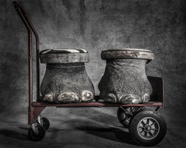 Foto - Vahşi Yaşam Fotoğraf Yarışması sonuçlandı