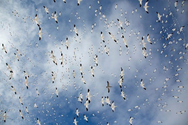 Foto - Vahşi Yaşam Fotoğraf Yarışması sonuçlandı