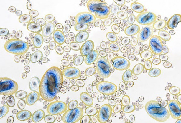 Foto - Vahşi Yaşam Fotoğraf Yarışması sonuçlandı