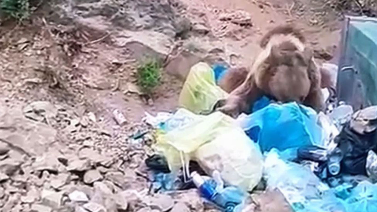 Foto - Vahşi yaşam tehlikede! Munzur Vadisi’nde 2 milyon araç baskısı