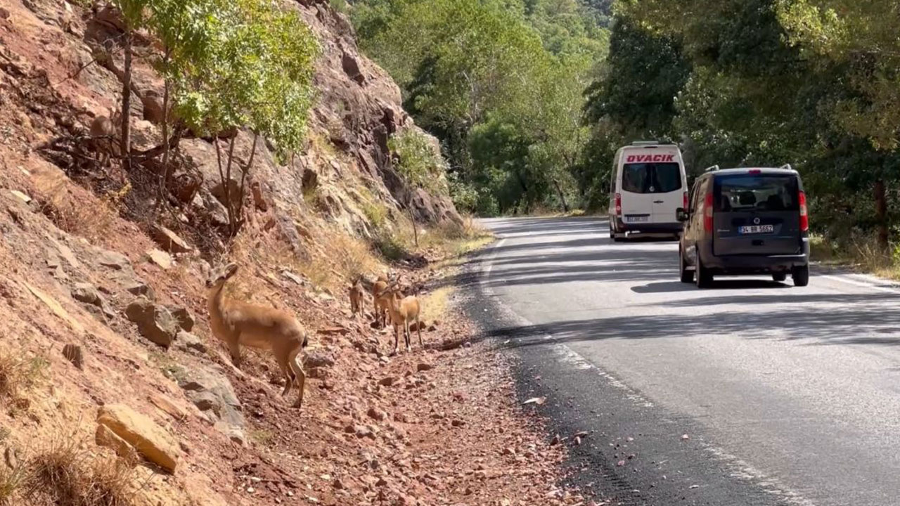 Vahşi yaşam tehlikede! Munzur Vadisi’nde 2 milyon araç baskısı